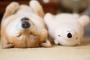 「可愛くて愉快なShiba dogは世界にもいるの＾＾？」【海外反応】