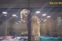 子猫と子犬のラブストーリーが可愛すぎ！！→海外「タイタニックやトワイライトよりもずっと素晴らしい…」