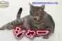 【画像】シャー専用