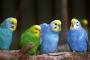 3ヶ月かけてインコに「ニンゲンニ、モドシテ」って覚えさせた結果・・・