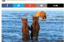 【画像】母クマの狩りを、手をつないで見守る2頭の子グマ