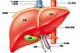 健康診断の結果返って来た結果、20歳なのに肝機能滅亡してるんやが