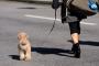 人ん家の犬を勝手に連れ出し散歩させる隣のおばさんにブチギレ→私「もう散歩したから連れてかないで！」お「私も犬が好きだから、気にしないで」