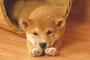 柴犬を散歩してるにーちゃん、すれ違いざま犬が俺に吠えたら突然「このバカ犬がぁ！」と叫んで…(´・ω・｀)
