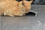 【悲報】猫が邪魔で車を動かせなくてワロタｗｗｗｗｗｗｗｗ（画像あり）