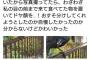 【画像】このカラス可愛すぎワロタｗｗｗｗｗｗｗｗｗｗｗｗ