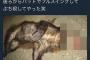 【悲報】野球部、バットで狸を殺しそれをtwitterに投稿ｗｗｗｗｗｗｗｗｗｗ