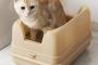 猫ってなんで何のしつけもしてないのに、勝手にトイレの場所覚えるの？？