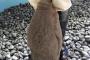 【画像】飼育員の脚の間に顔を突っ込むペンギンのヒナが人気にｗｗｗｗｗ
