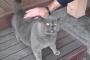 撫でると不思議な鳴き声をする猫が話題にｗｗｗｗｗｗｗ
