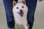 人間と仲良く歩く日本の犬（海外の反応）