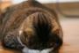 猫が「ごめん寝」をする理由
