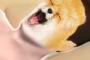 野獣先輩×動物画像スレ