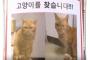 【悲報】　韓国初の猫の駅長、行方不明に