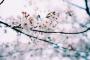 韓国で桜の原産地をめぐる論争