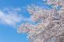 JAP「どうだい、日本の桜は凄く美しいでしょ」　外人「・・・・」