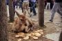 【画像】東大寺にて 人間「鹿せんべい食え」鹿「もう食えねえよ」