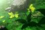 ※ガンダム作品における植物を語ろう