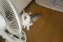 猫『そろそろ扇風機の季節がやって来たのニャ！あ゛ぁ゛ぁ゛ぁ゛～～～』