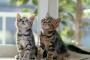 猫は飼うべきではない　理由はこんなにもある