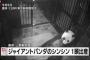 上野動物園パンダ「シンシン」が赤ちゃんを出産した結果ｗｗｗｗｗ（画像あり）