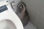 【画像】なんかトイレにタヌキいたｗｗｗｗｗｗｗｗｗｗ