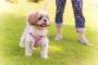 犬の散歩をしていたら向かい側からヤクザがやってきた→ヤクザ「ちょっと聞いていいかい？」私「は、はい！！？」→すると…