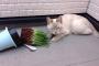 猫『私がやったんじゃないです。』