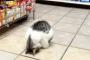 万引きGメンに捕まった犯人⇒ゆるしてください