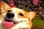 コーギーとかいうバカ犬ｗｗｗｗｗｗｗｗｗｗｗｗｗｗｗｗｗｗｗｗｗｗｗｗｗｗｗｗｗｗｗｗｗｗｗｗ