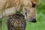 猫『あぁぁ…犬の首を支えるのもラクじゃないぜ』