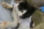 実家へ帰省中、畑にてねこを収穫いたしました  またか…とぼやきながらも父はめろめろの様子