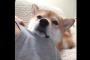 飼い主にかまってほしい日本の柴犬（海外の反応）