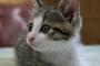 竹箒だいすきなねこちゃんがかわいすぎwwwwwwwww