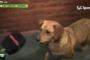 【動画】　ドリブルが上手すぎる犬、サッカーの試合に乱入して試合後にインタビューまで受ける　ｗｗｗｗｗｗｗｗｗｗｗｗｗｗｗｗ