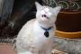 【動画あり】クシャミしそうな時の猫の表情が可愛すぎるｗｗｗｗｗｗｗｗｗ