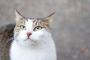 猫さん、朝から逃走して捕獲される・・・可愛すぎｗｗｗｗｗ(※画像あり)