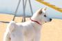 【韓国】 「尻尾がないところが狛犬に似ている」という理由で日帝に虐殺された慶州犬「トンギョンイ」の復活
