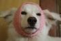 犬にリンゴのネットかぶせたら笑顔消えて草