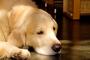 犬さん、タバコ屋の店員になるwwwwwwwww