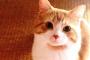 20万したwこの猫以外考えられないwwwこの猫に会えてよかったwwwこの猫は私のと暮らす運命の猫www