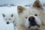 追いかける→見失う→気が散る→追いかけるのループを繰り返す犬ｗｗｗｗｗｗｗｗｗｗｗｗ