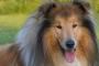 【再掲】犬はどこまで日本語がわかっているのだろう？