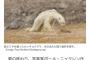 【画像】この北極クマなら俺らでも勝てるのでは？ 	