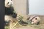 【上野動物園】シャンシャン「顔立ち整った美人さん」と中国で話題にｗｗｗｗｗｗｗｗｗｗｗｗ	