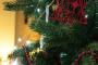【韓国】クリスマスツリーの故郷は済州