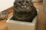 まるで○○○のような猫