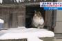 寒波に備えたような福々しい体格やな