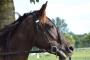 競馬って過去の膨大なデータがあるから勝てるアルゴリズムを作れば勝てるよな？ 	