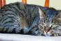 【再掲】 【飼い猫降臨？ｗ】 うちのネコは目の前をねずみが走っていくのをスルーしていた・・・・。